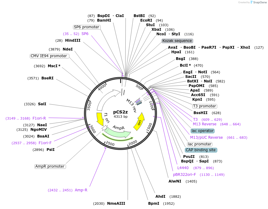 62214-plasmid-map-sequence-id-101849