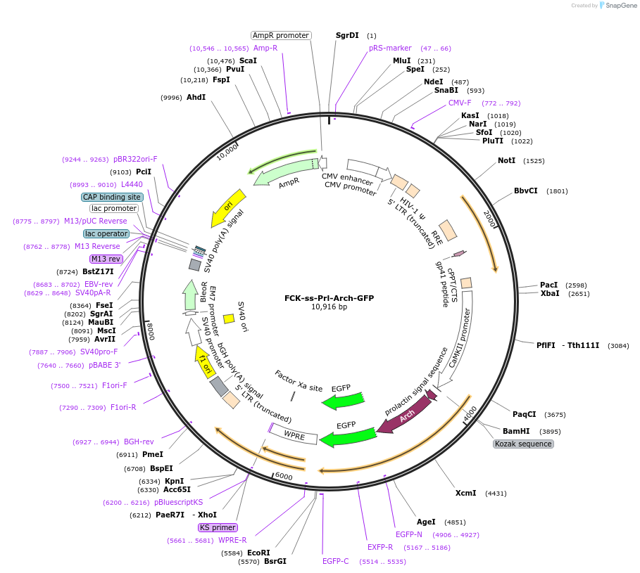 22224-plasmid-map-sequence-id-10185
