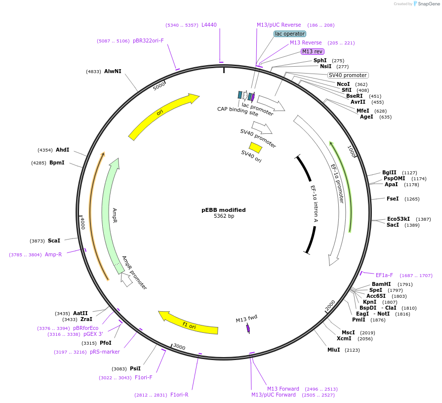 22226-plasmid-map-sequence-id-10186
