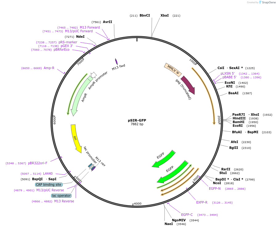 51134-plasmid-map-sequence-id-101864