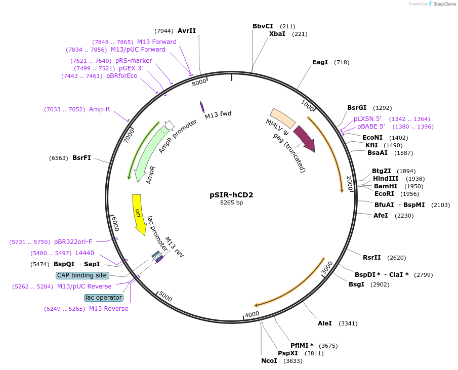 51143-plasmid-map-sequence-id-101867