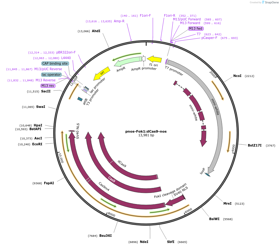 62210-plasmid-map-sequence-id-101869
