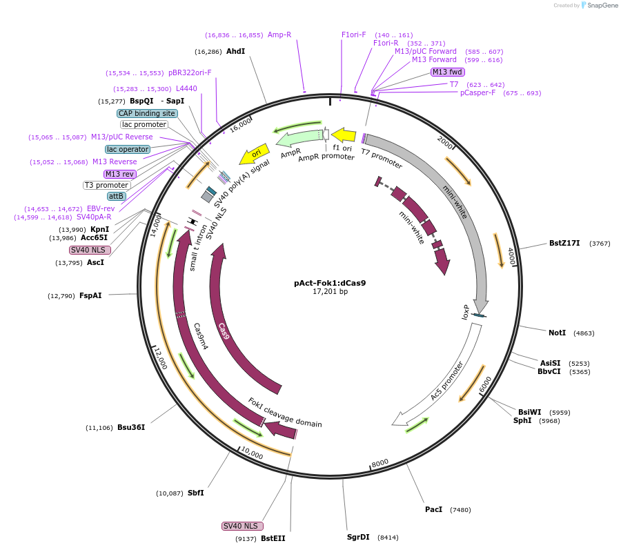 62211-plasmid-map-sequence-id-101870