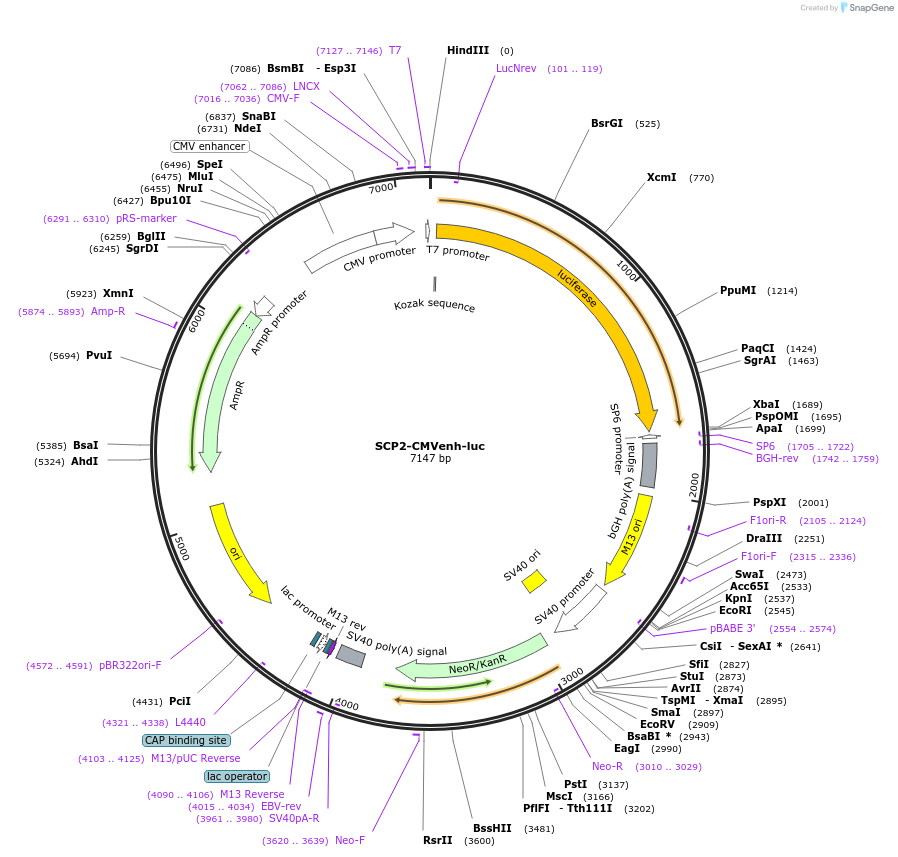 22230-plasmid-map-sequence-id-10188