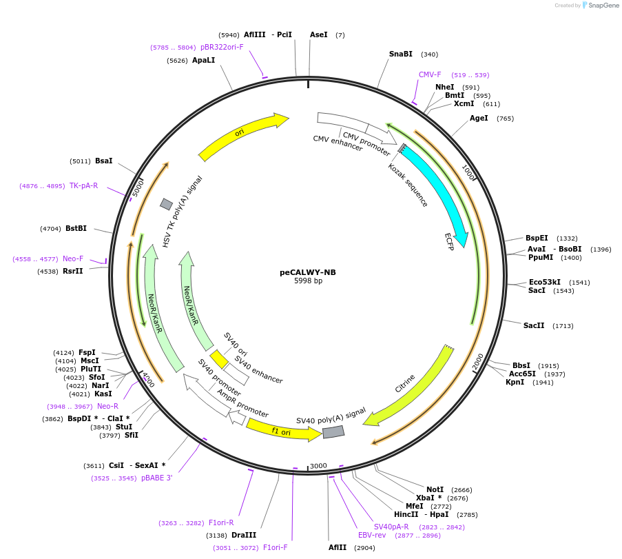 22239-plasmid-map-sequence-id-10190