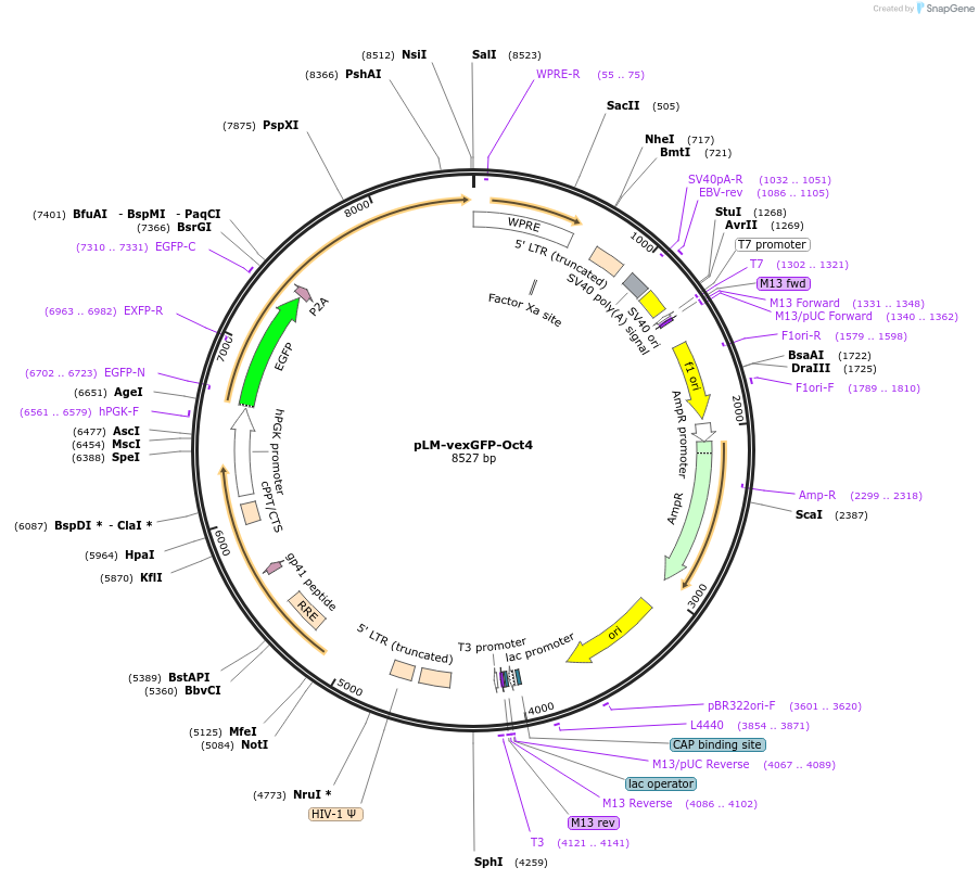 10191_map