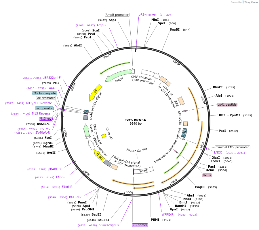 62221-plasmid-map-sequence-id-101972