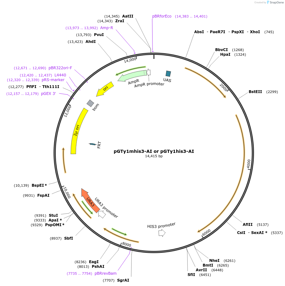 62228-plasmid-map-sequence-id-101997