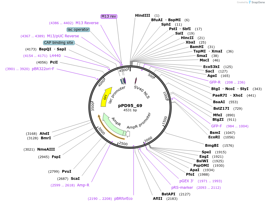 1491-plasmid-map-sequence-id-102