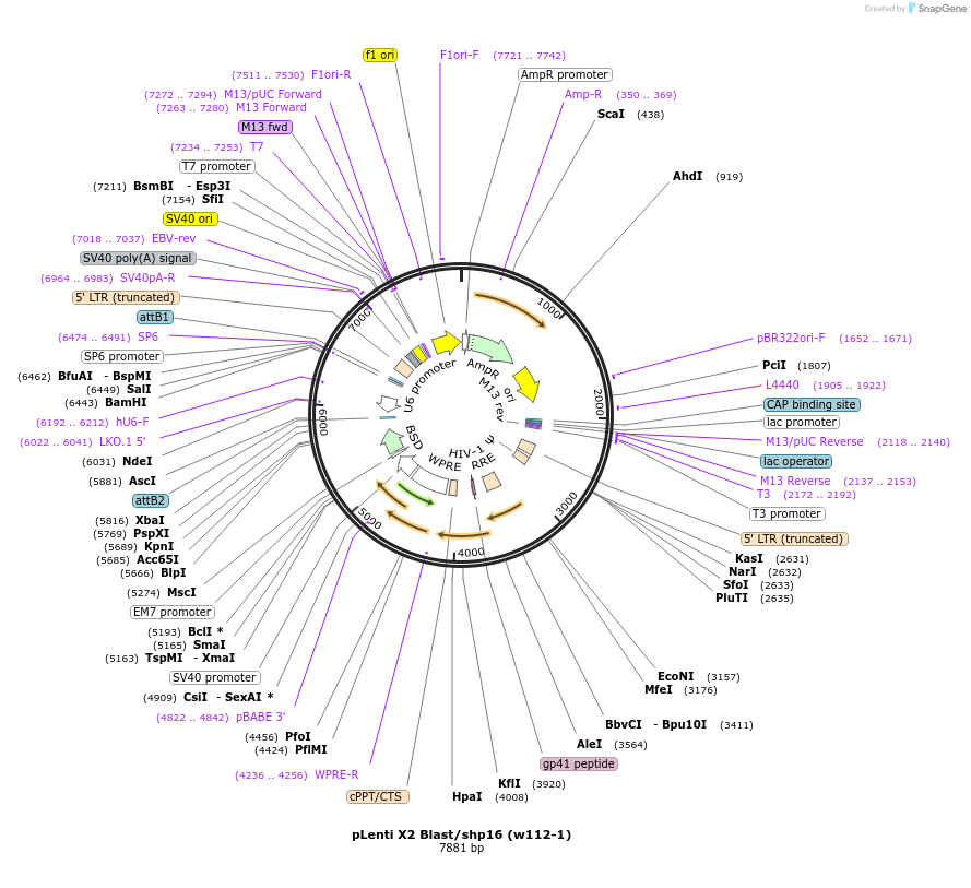 22261-plasmid-map-sequence-id-10201