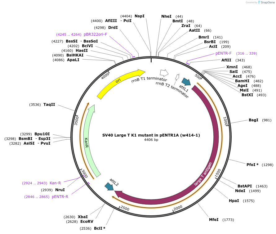 22270-plasmid-map-sequence-id-10209