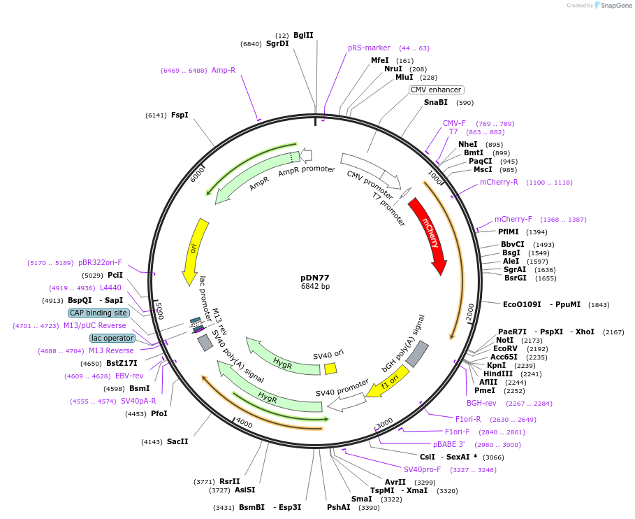 61347-plasmid-map-sequence-id-102095