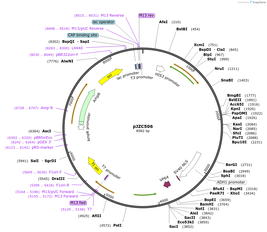 62281-plasmid-map-sequence-id-102115