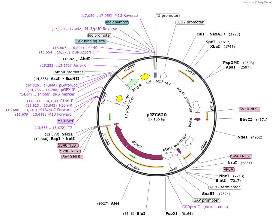 62282-plasmid-map-sequence-id-102116