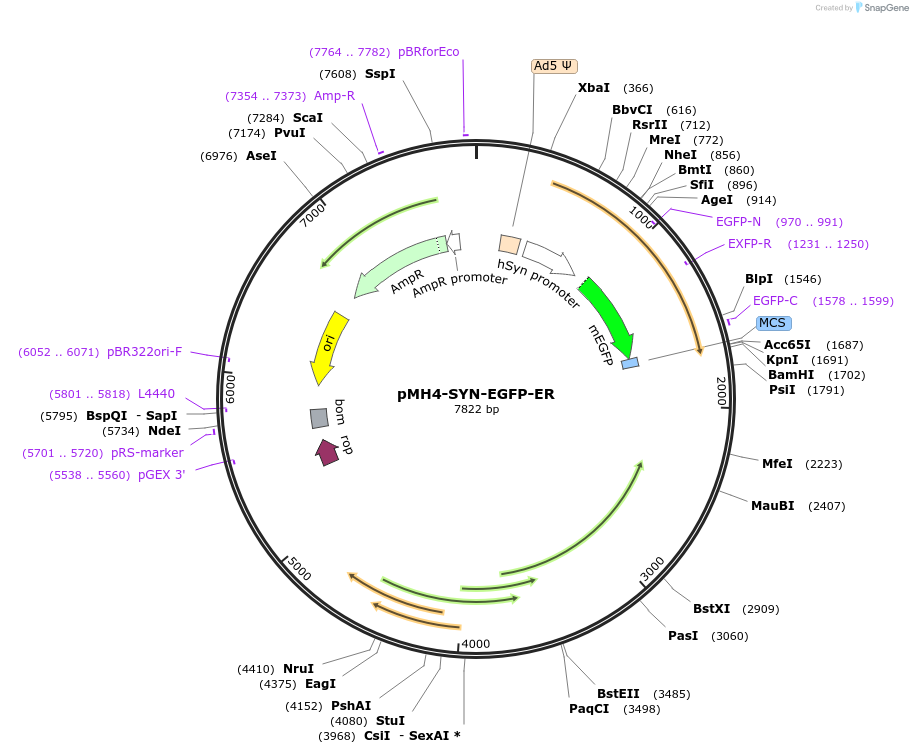22285-plasmid-map-sequence-id-10214