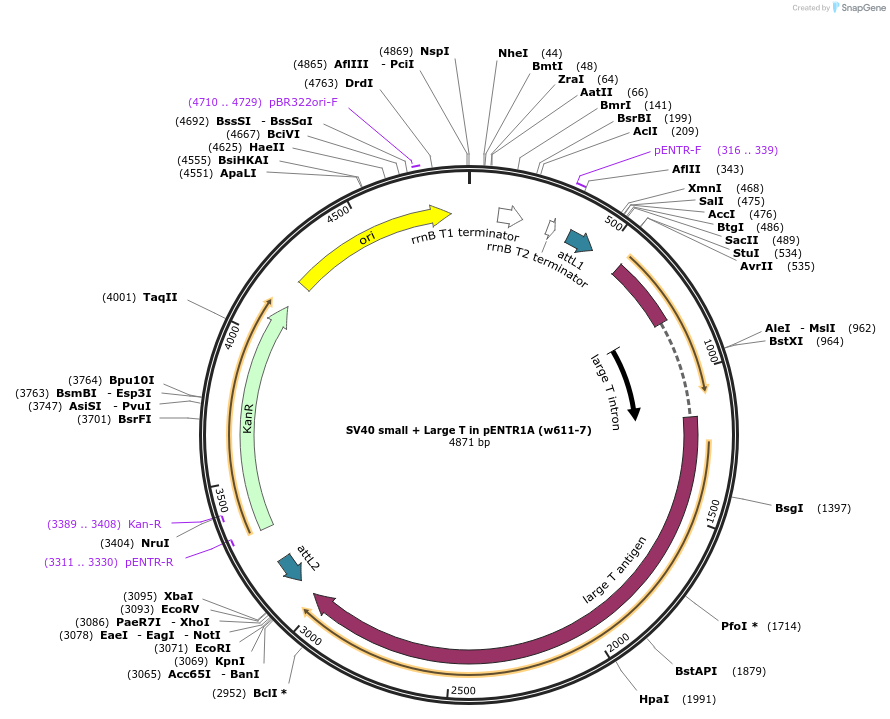 22297-plasmid-map-sequence-id-10217