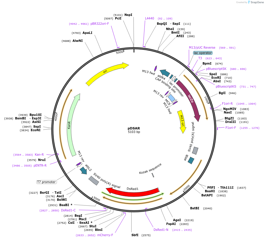 62292-plasmid-map-sequence-id-102194