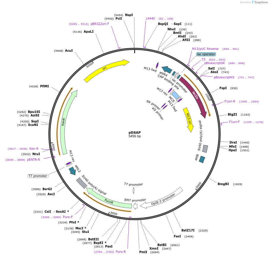 62293-plasmid-map-sequence-id-102195