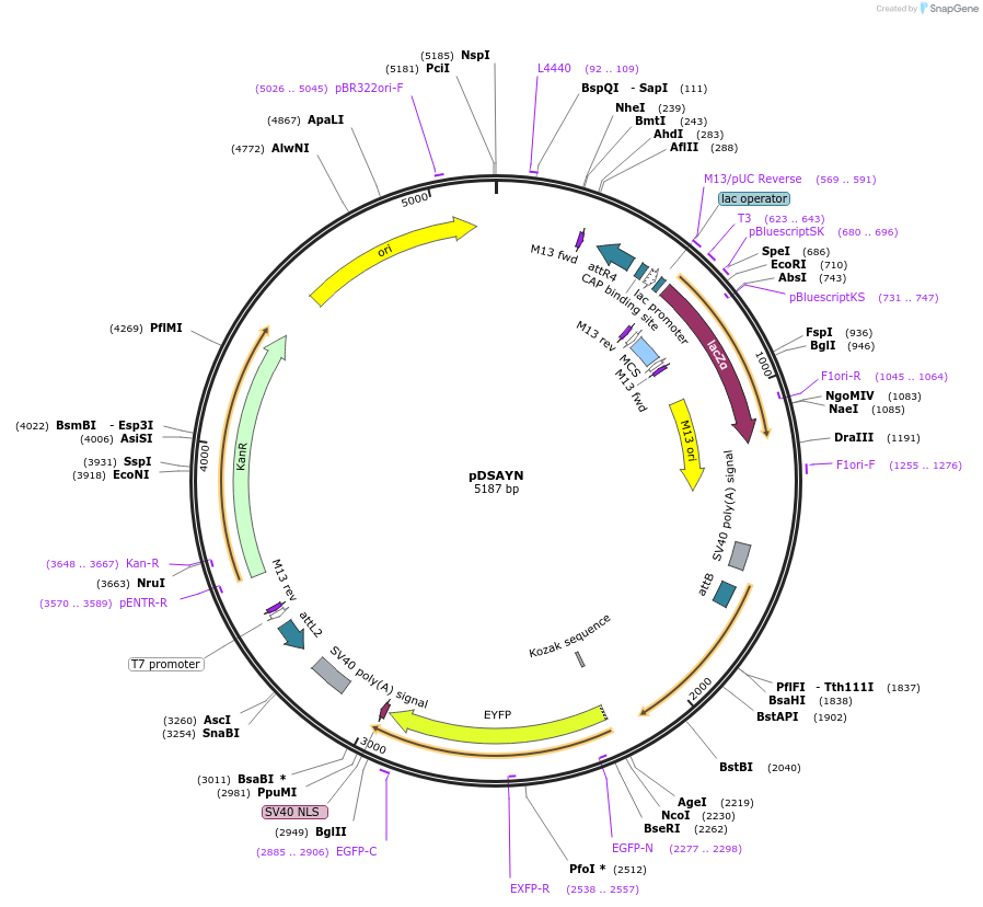 62294-plasmid-map-sequence-id-102196