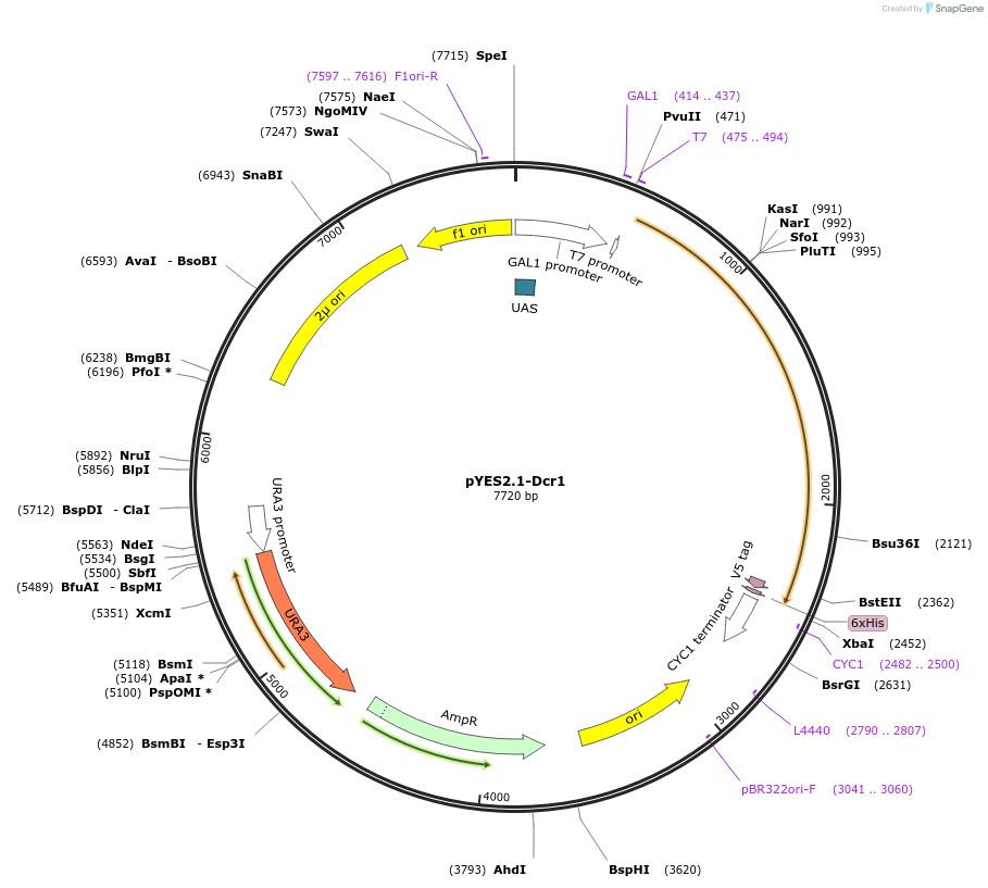 22307-plasmid-map-sequence-id-10220