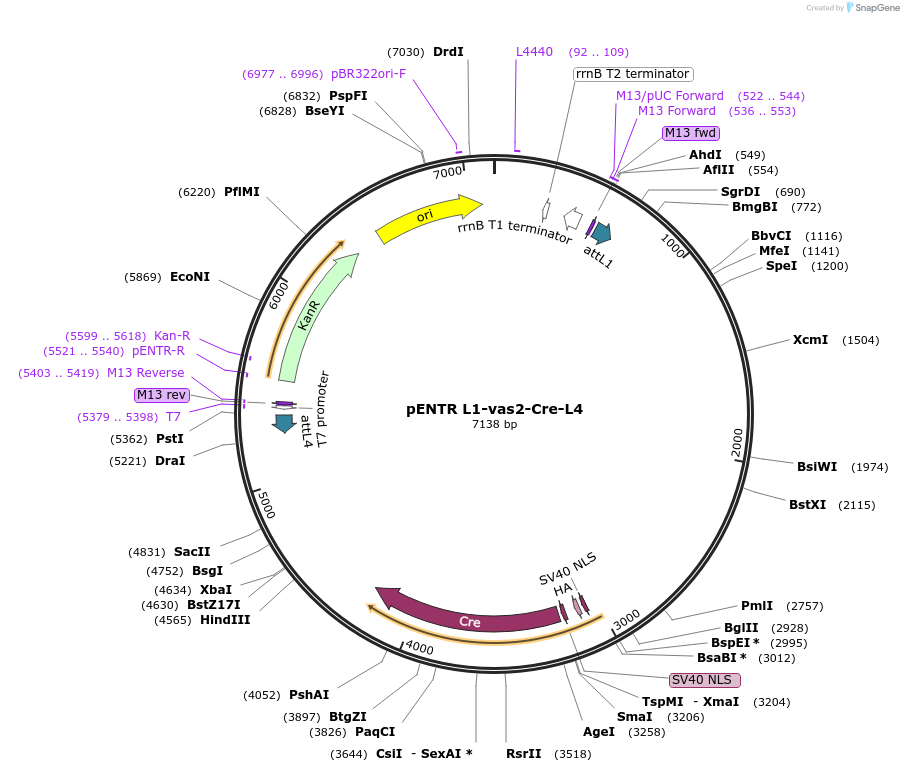 62301-plasmid-map-sequence-id-102202