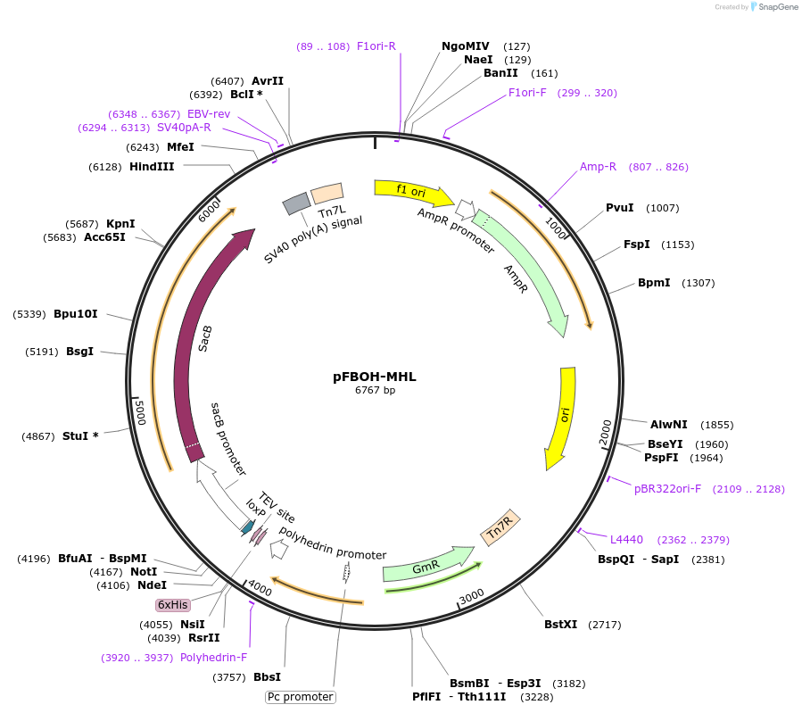 62304-plasmid-map-sequence-id-102204