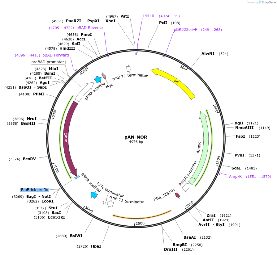 62306-plasmid-map-sequence-id-102215