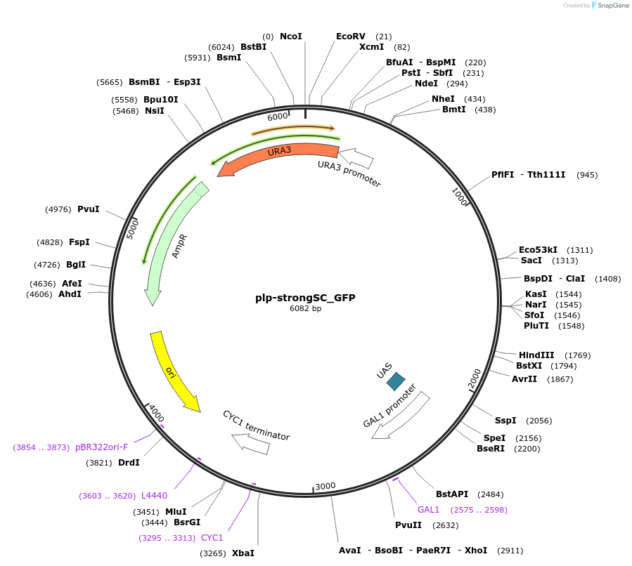 22312-plasmid-map-sequence-id-10223
