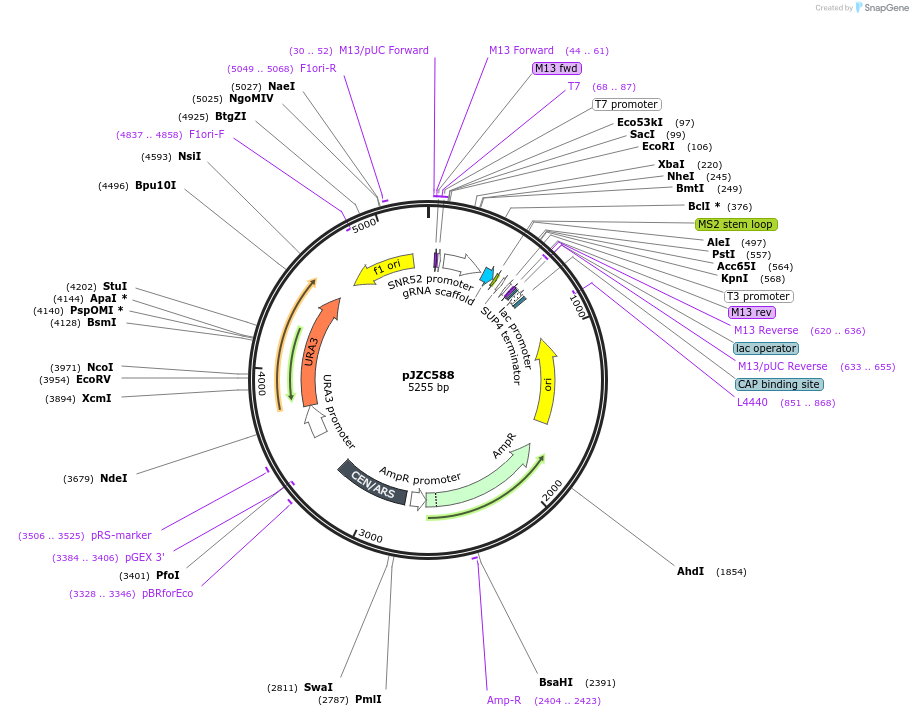 62315-plasmid-map-sequence-id-102231