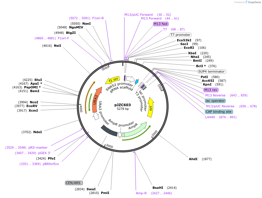 62317-plasmid-map-sequence-id-102232