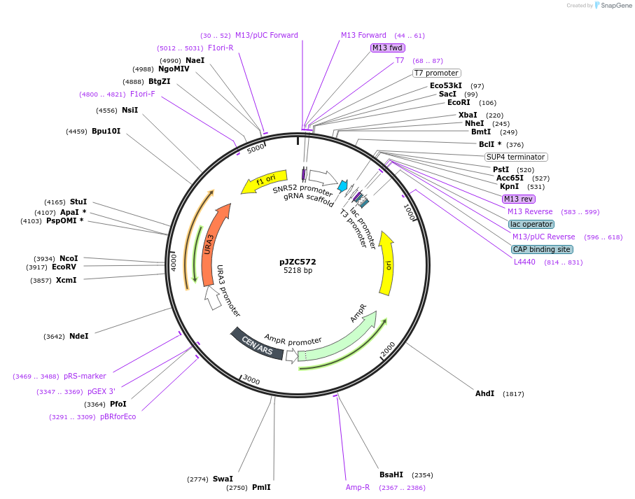 62318-plasmid-map-sequence-id-102233