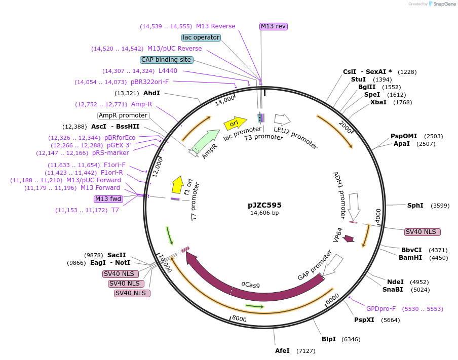 62322-plasmid-map-sequence-id-102238