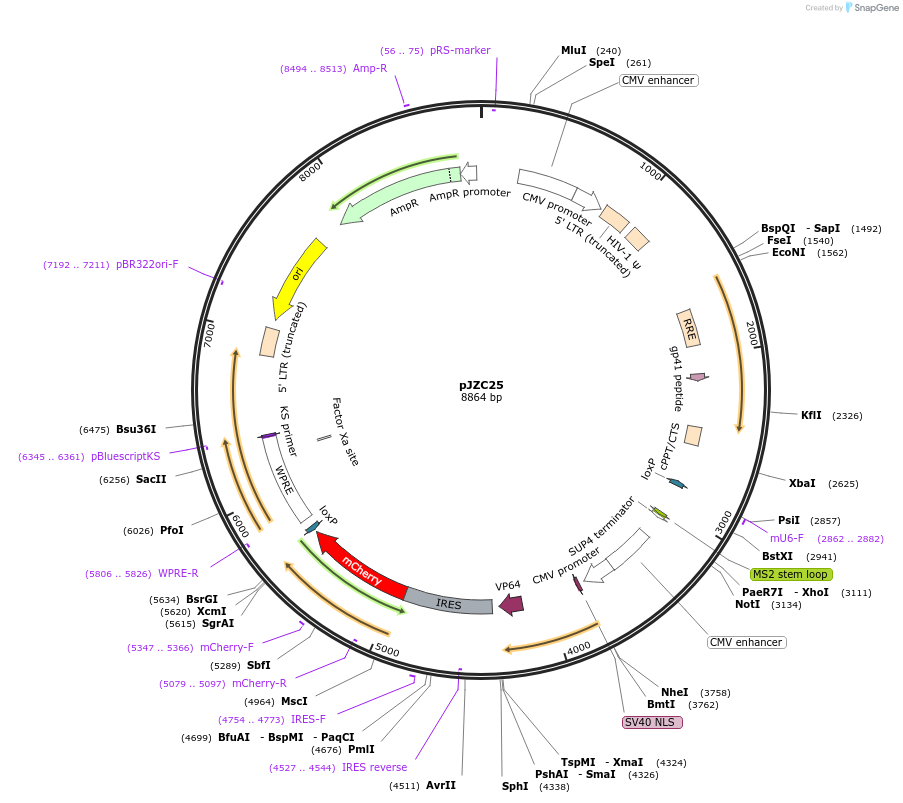 62328-plasmid-map-sequence-id-102251