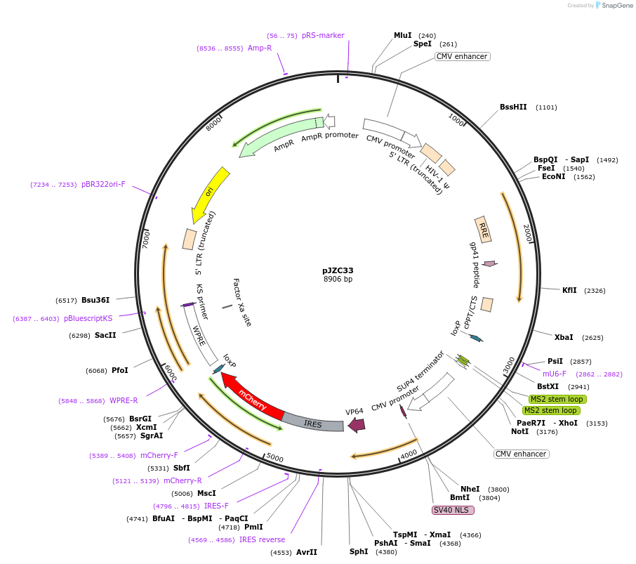 62330-plasmid-map-sequence-id-102252