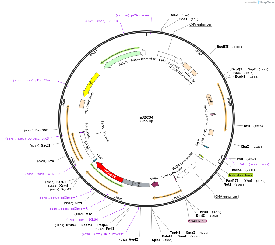 62331-plasmid-map-sequence-id-102253