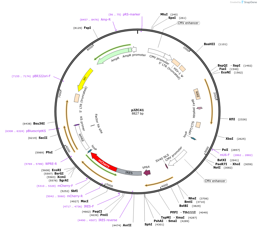 62332-plasmid-map-sequence-id-102254