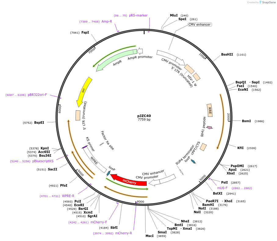 62334-plasmid-map-sequence-id-102256