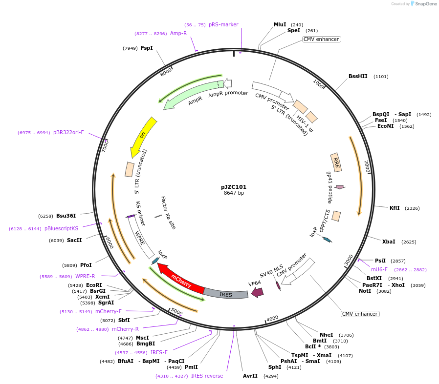 62335-plasmid-map-sequence-id-102257