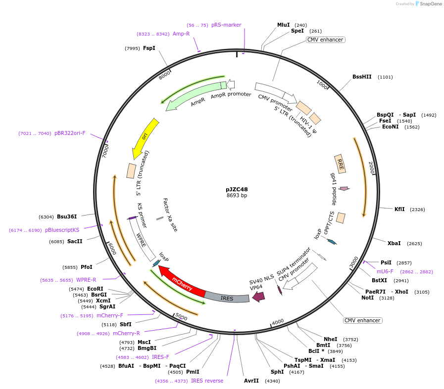 62336-plasmid-map-sequence-id-102259