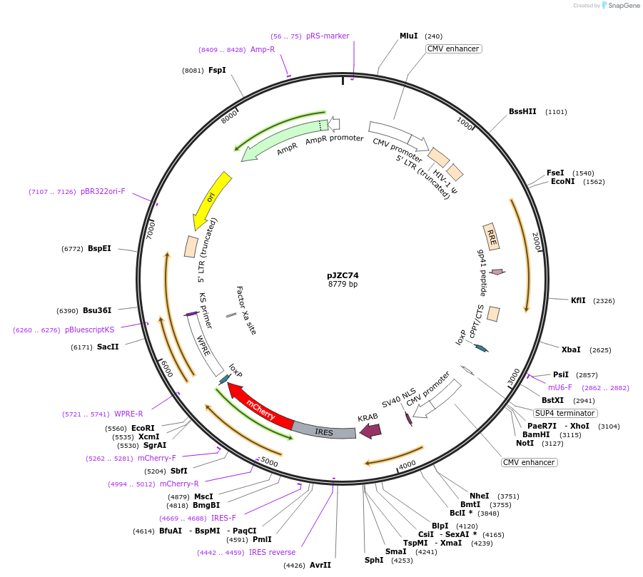 62342-plasmid-map-sequence-id-102265