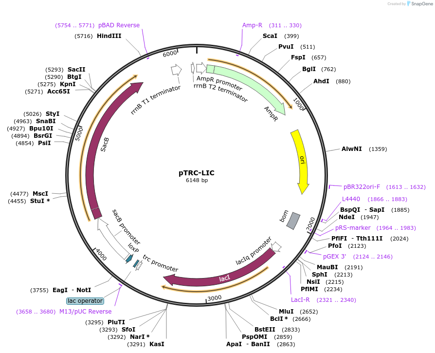 62343-plasmid-map-sequence-id-102266