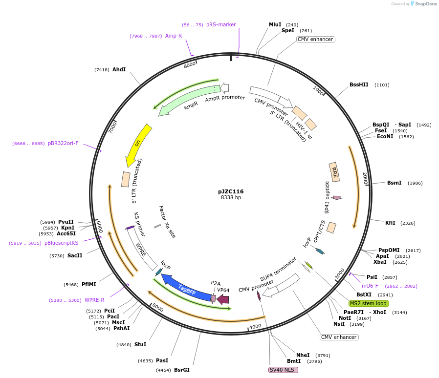 62344-plasmid-map-sequence-id-102267