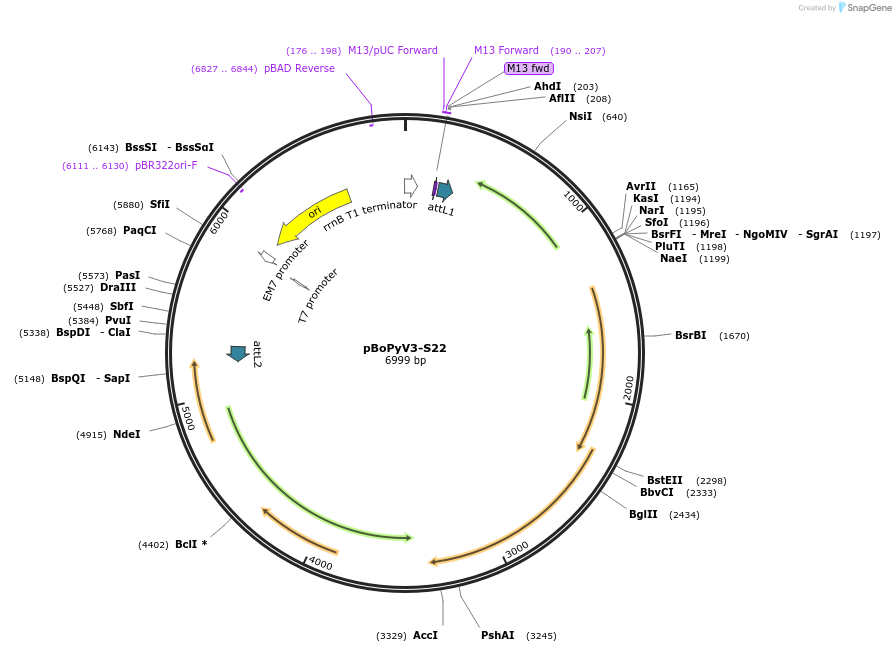 62368-plasmid-map-sequence-id-102306