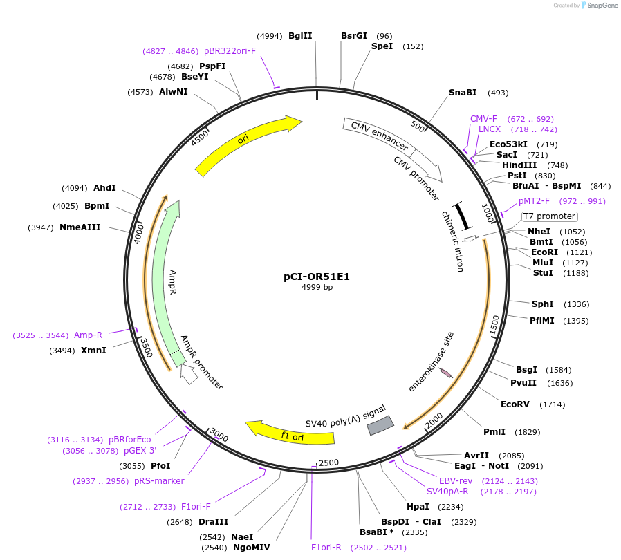 22323-plasmid-map-sequence-id-10233