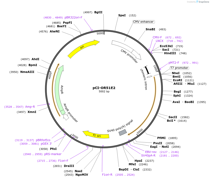 22324-plasmid-map-sequence-id-10234