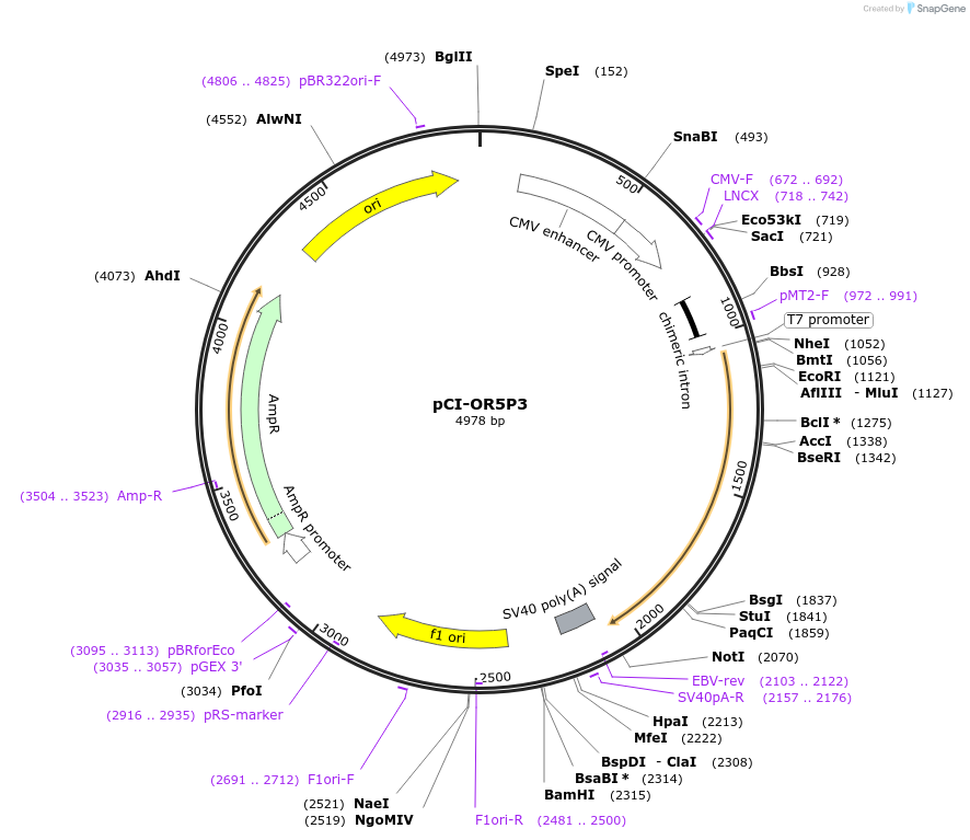 22326-plasmid-map-sequence-id-10236