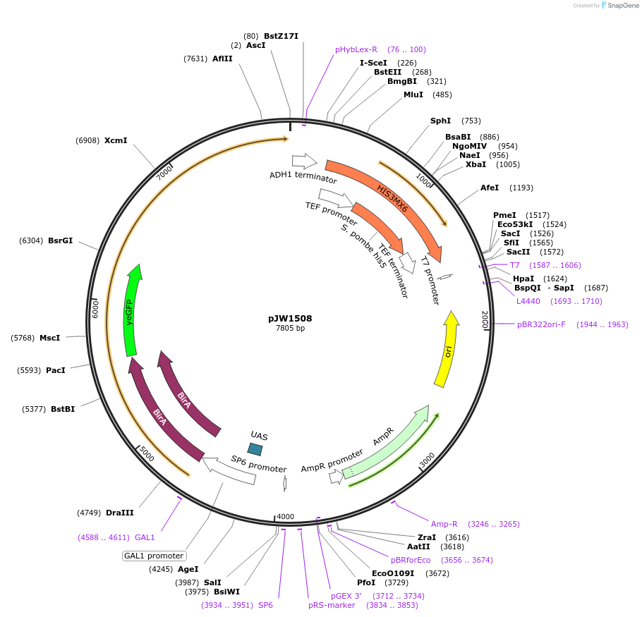62362-plasmid-map-sequence-id-102365