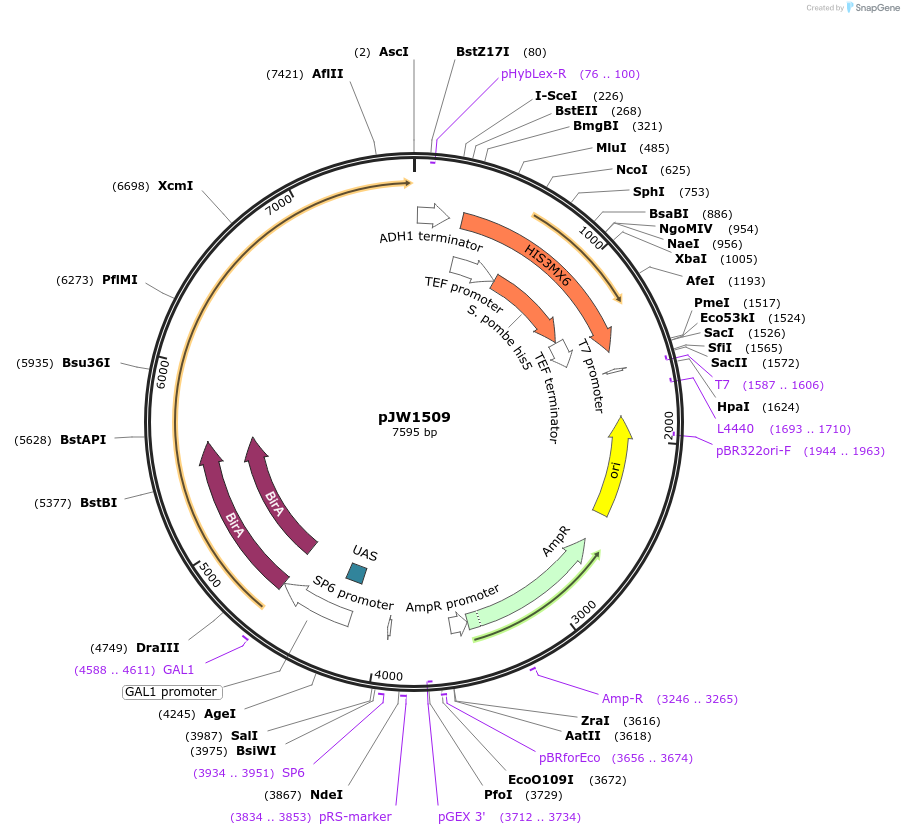62363-plasmid-map-sequence-id-102367