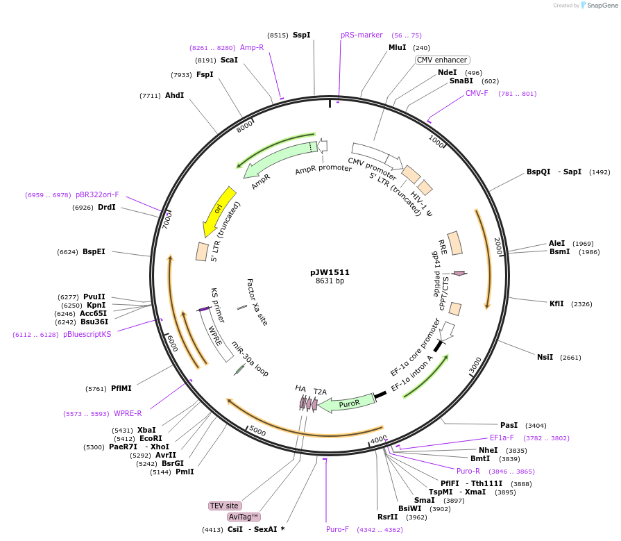62365-plasmid-map-sequence-id-102369