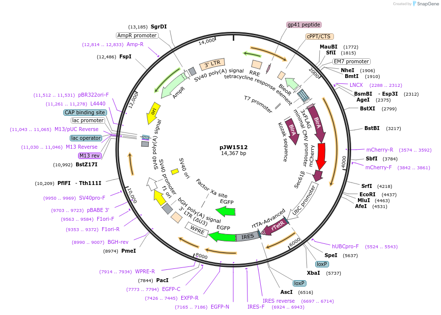 62366-plasmid-map-sequence-id-102370